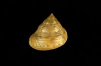 藏品(腰帶鐘螺)的圖片